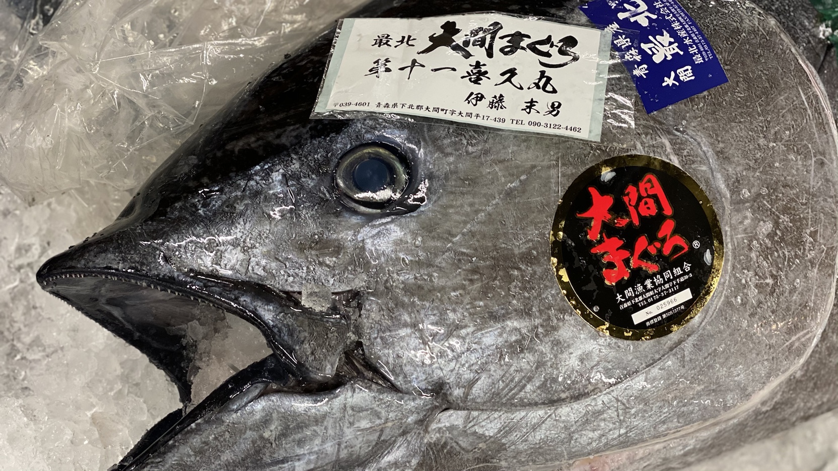 マグロ 大間 2020 の